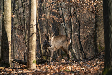 Rehbock im Wald, in alle Ruhe