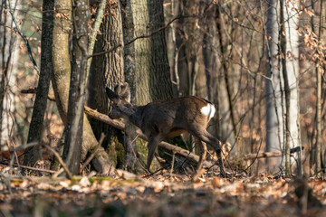 Rehbock im Wald, in alle Ruhe