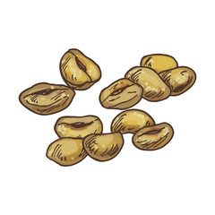 Sketch of toasted corn nut. Snack food vector image. Hand drawn deep fried kernels for seasoning. Vegan or vegetarian roasted nutsnack. Edible golden chulpi seeds. Agriculture, cooking, harvest theme.