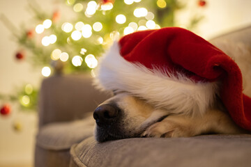 A golden retriever in a santa hat sits on a couch near a Christmas tree on Christmas Eve. Dog congratulates and wishes Merry Christmas