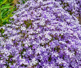 Blossomint decorative purple flowers on the street