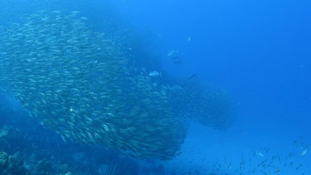 Seascape with hunting Jack fish in School of Fish, Big Eye Scad fish