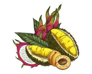 Druian, apricot, pitaya or dragon fruit sketch. Vector image of durio and pitahaya fetus. Cartoon drawn dessert food. Vegan and vegetarian meal. Vitamin nutrient and healthy nutrition grocery. Exotic