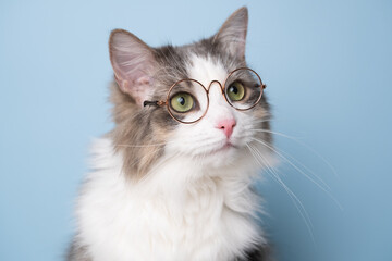 Funny gray cat sitting on a blue background with round glasses