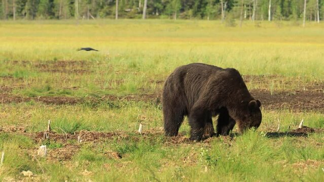 Brown bear (Ursus arctos) in wild nature is a bear that is found across much of northern Eurasia and North America. In North America, the populations of brown bears are often called grizzly bears.