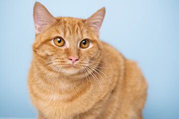 funny red cat sitting on a blue background with round glasses
