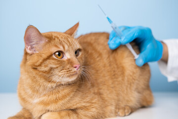 The hands of a veterinarian in a robe and blue gloves inject the ginger cat with a syringe. The...