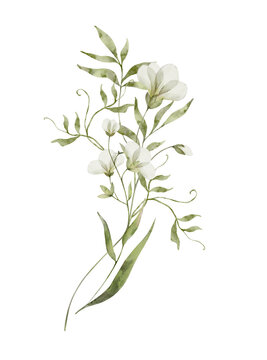 Branch with white flowers. Watercolor hand drawn painting illustration, isolated on white background.
