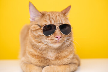 Funny red cat with sunglasses sits on a yellow background.