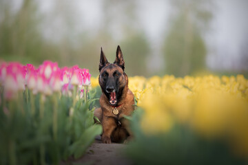 Malinois dog in a field of tulips