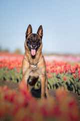 Malinois dog in a field of tulips