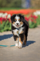 A dog sits in a field of tulips.