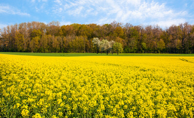 Obraz premium Yellow mustard field landscape industry of agriculture 