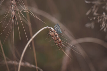 Fototapeta na wymiar Bläuling Schmetterling sitzt auf einer Weizenähre