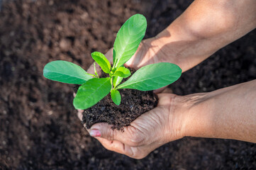 Two women's hands are about to plant a tree in the ground to make it grow. Earth Day. Environment.