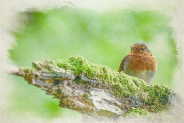 European Robin, Erithacus rubecula digital watercolour painting.