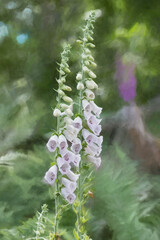 Fototapeta premium Digital painting of purple and white foxgloves against a green background.