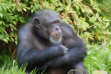 Obraz premium Digital painting of a single isolated Chimpanzee in captivity.