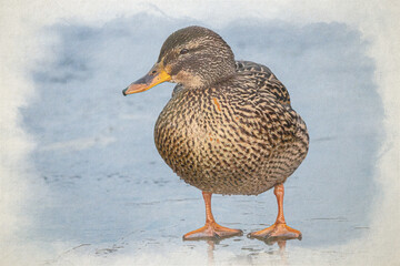 A female Mallard duck digital watercolour painting, Anas platyrhynchos close-up on a frozen pond.