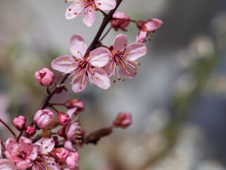 Endlich Kirschblütenzeit, pink Blüten bei Nähe gesehen