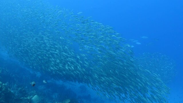 Seascape with hunting Jack fish in School of Fish, Big Eye Scad fish