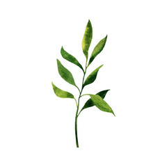 green leaf isolated on white background