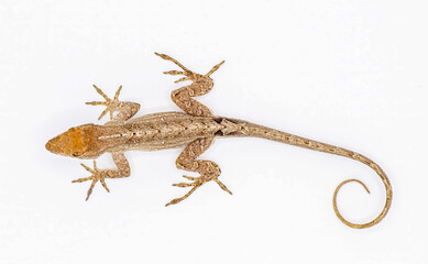 Cuban brown anole, Bahaman or De la Sagras anole - Anolis sagrei - top dorsal view isolated on white background, detail throughout