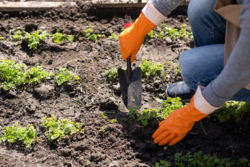 Gardeners hands planting and picking vegetable from backyard garden. Gardener in gloves prepares the soil for seedling.