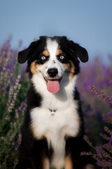 A dog with a pink tongue is sitting in a field of purple flowers.