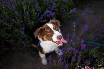 A dog with a pink tongue is sitting in a field of purple flowers.