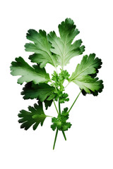 
an isolated Cilantro green, garden-themed, photorealistic illustration on a transparent background cutout in PNG.
Generative AI