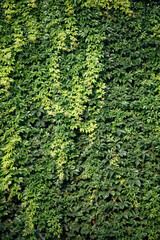  a wall of ivy