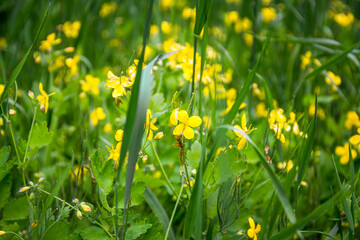 Fototapeta premium Delicate flowers of celandine Chelidonium in grass. Beautiful banner or postcard.