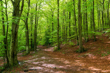 Obraz premium Tranquil Trails: Hiking Through a Beech Forest Wonderland