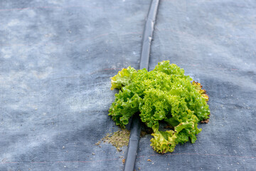 Growing Escarole Sustainably with Mesh Protection and Drip Irrigation