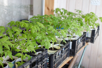 many tomato seedlings growing on on the balcony of the house
