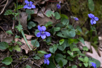 Common dog violet wild flower