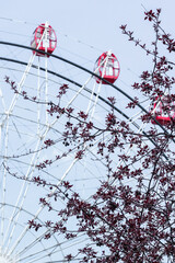 Focus on the branch with red leaves. Ferris wheel close-up out of focus behind the branches against the blue sky. Entertainment all year round.
