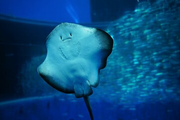 日本、神奈川、八景島、シーパラダイス、水族館、水、生き物、魚、青、泳ぐ、生物、 © dokosola