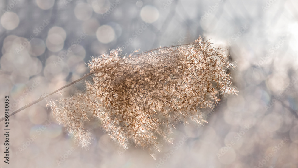 Poster Background of dry fluffy sprig of grass close-up with bokeh effect. Horizontal frame. Selective focus.