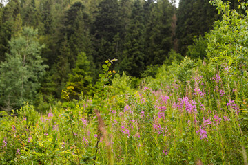 Beautiful purple flower. Wonderful blooming rosebay willowherb grows on meadow. Colorful flowers background.