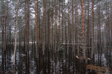 A pine forest flooded with water