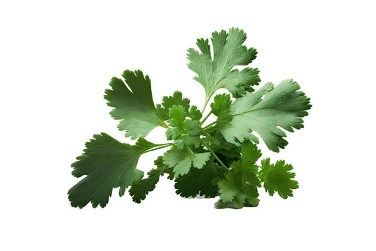 
an isolated Cilantro green, garden-themed, photorealistic illustration on a transparent background cutout in PNG.
Generative AI