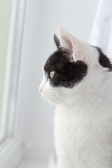 profile of a young black and white cat