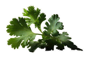 
an isolated Cilantro green, garden-themed, photorealistic illustration on a transparent background cutout in PNG.
Generative AI