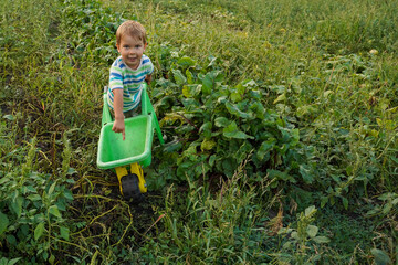 The child helper demands to fill the toy wheelbarrow with the harvest. Blonde little boy with a...