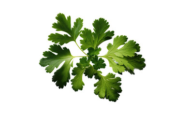 
an isolated Cilantro green, garden-themed, photorealistic illustration on a transparent background cutout in PNG.
Generative AI