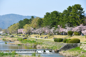 京都 北大路橋から見える枝垂れ桜が満開の半木の道