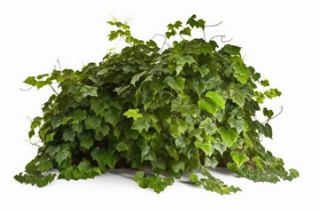 Fototapeta premium green plant isolated on white