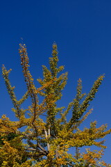 pine tree in autumn